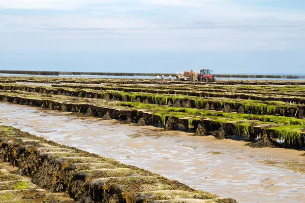 Lits d'huîtres au large de l'île de Jersey, Royaume-Uni — Photo