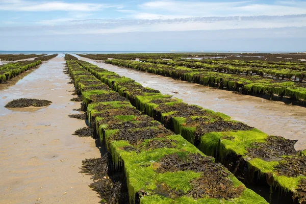 Oyster letti al largo del canale isola di Jersey, Regno Unito — Foto Stock