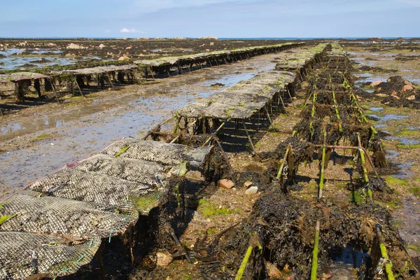 Lits d'huîtres au large de l'île de Jersey, Royaume-Uni — Photo