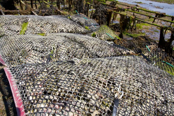 Camas de ostras en alta mar la isla del canal de Jersey, Reino Unido — Foto de Stock