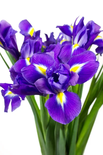 Dark purple iris flowers isolated on white Royalty Free Stock Photos