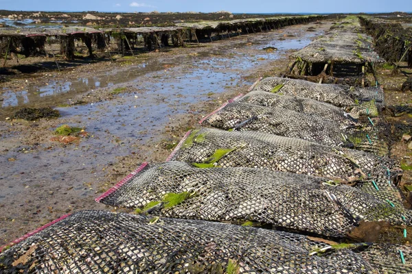 Oyster beds offshore the channel island of Jersey, UK Royalty Free Stock Images