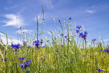 Çiçek açan Peygamber (Centaurea cyanus)