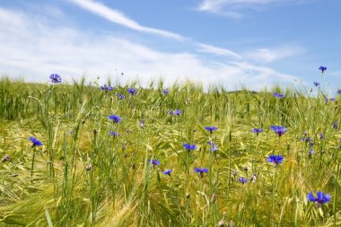 Çiçek açan Peygamber (Centaurea cyanus)