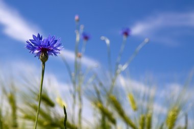 Çiçek açan Peygamber (Centaurea cyanus)