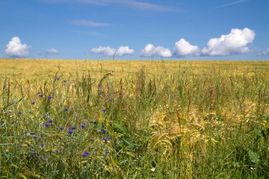 bavaria, Almanya için Mısır çiçekler taze arpa alanıyla (hordeum)