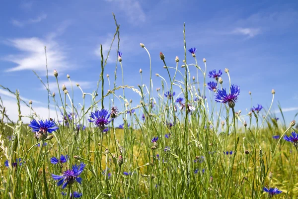 Bleuets en fleurs (Centaurea cyanus ) — Photo