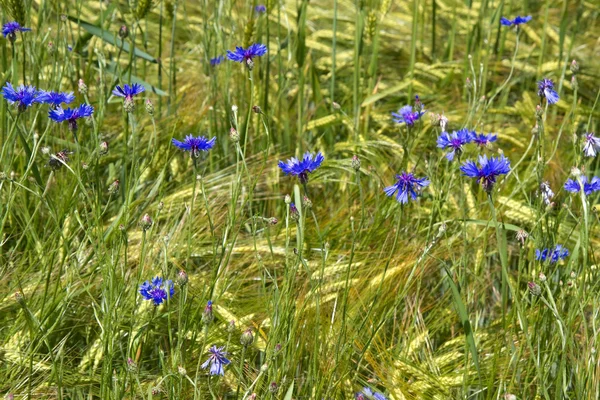 Bleuets en fleurs (Centaurea cyanus ) — Photo