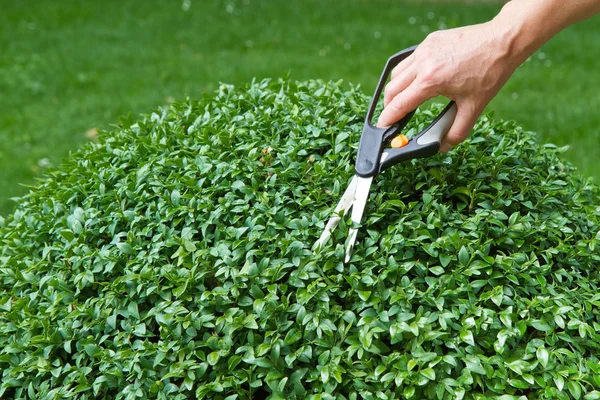 Trimming a box tree plant (Buxus sempervirens) — Stock Photo, Image