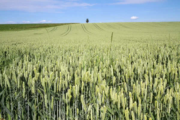 Pšeničné pole v Bavorsku, Německo — Stock fotografie