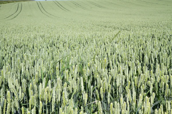 Пшенична сфера в Баварії, Німеччина — стокове фото