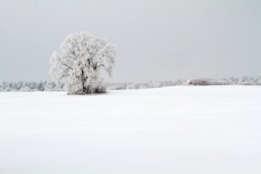 Kış manzarası içinde ilçe uckermark, Almanya