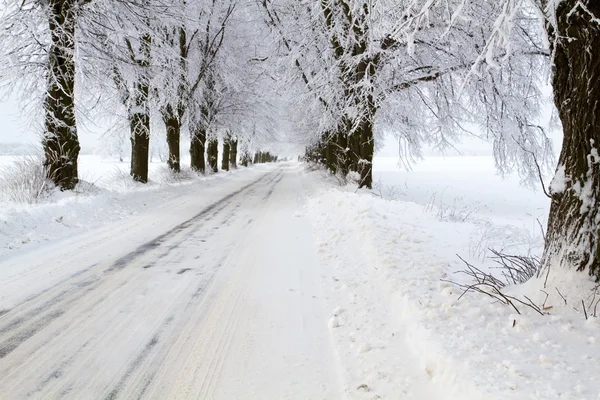 Avenida no distrito Uckermark coberto de neve — Fotografia de Stock