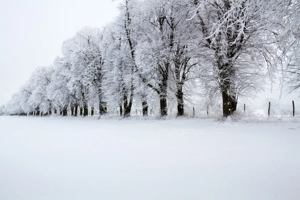 Avenue in the district Uckermark covered with snow — Stock Photo, Image