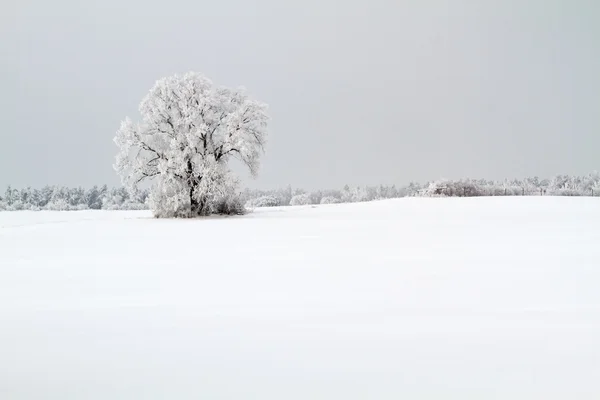 Pemandangan musim dingin di distrik Uckermark, Jerman — Stok Foto