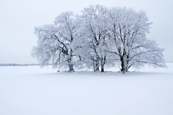 Зимовий пейзаж у районі Уккермарк, Німеччина — стокове фото