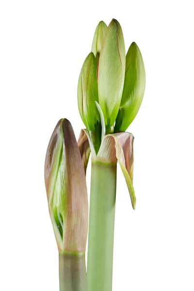 stock image Amaryllis right before blooming