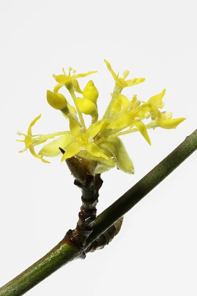 Kvetoucí třešeň karneol, detail — Stock fotografie