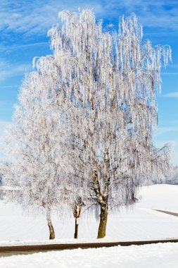 Huş ağaçları ile hoarfrost