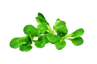 Corn salad or lamb's lettuce (valerianella locusta) clipart