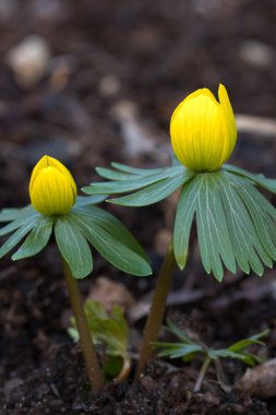 Blooming Winter Aconite clipart