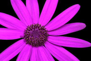 senetti pericallis - pembe