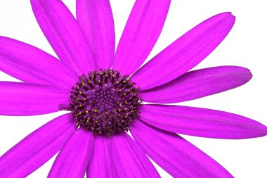 senetti pericallis - pembe