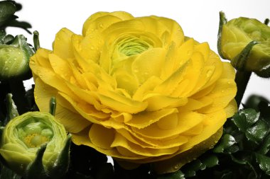 Ranunculus Asiaticus