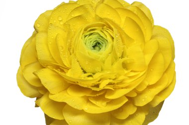 Ranunculus Asiaticus