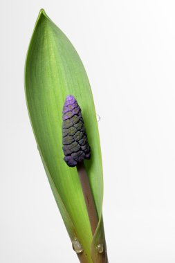 üzüm sümbül - muscari latifolium