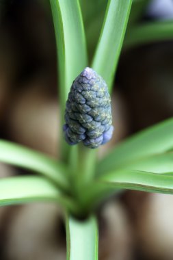 üzüm sümbül - muscari latifolium bir Bahçe