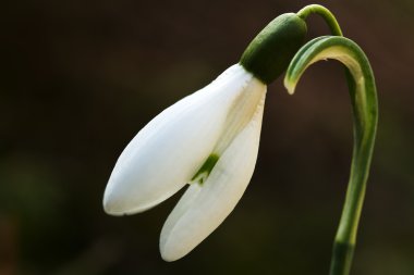 Bahçedeki kar damlaları