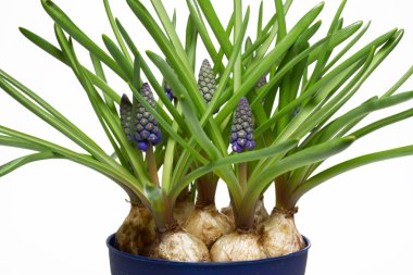 üzüm sümbül - muscari latifolium