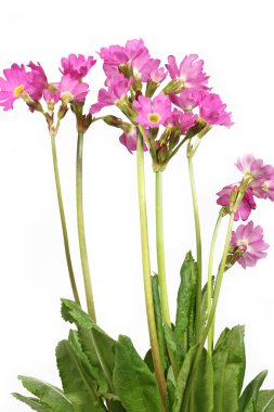 flor de Primula rosea