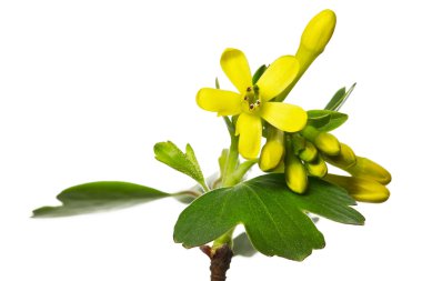 Ribes aureum çiçeği