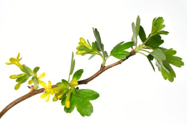 Ribes Aureum Blossoms clipart