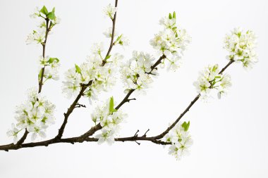 Kiraz eriği veya özgü (Prunus cerasifera çiçekleri)