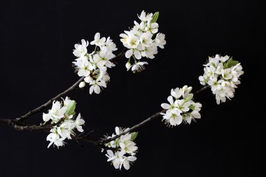 Kiraz eriği veya özgü (Prunus cerasifera çiçekleri)