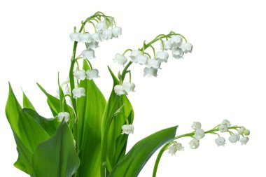 Lily vadi (Convallaria majalis)