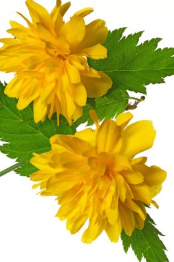 Çiçekli Kerria japonica (Japon gülü)