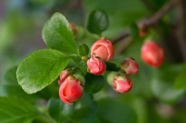 Japonca Ayva tomurcukları (Chaenomeles ile)