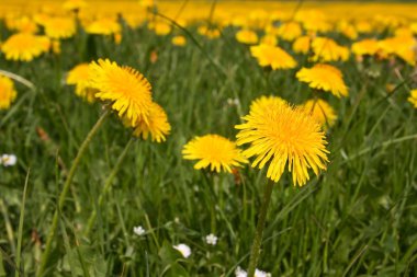 Bahar çayır çiçek açan dandelion (karahindiba ile)