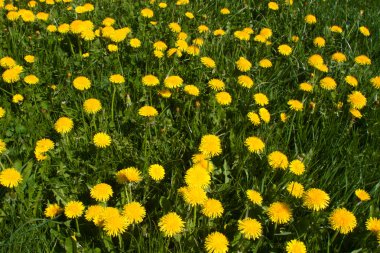 Bahar çayır çiçek açan dandelion (karahindiba ile)