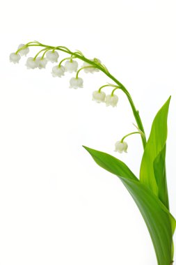 Lily vadi (Convallaria majalis)