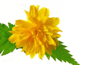 Çiçekli Kerria japonica (Japon gülü)