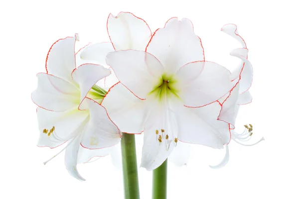 咲いている白いアマリリスのクローズ アップ — ストック写真