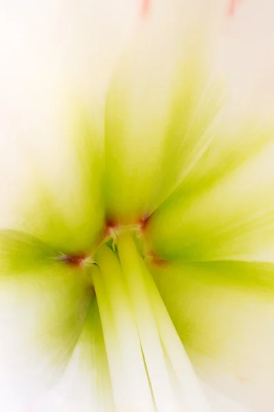 Amaryllis, close-up — Stockfoto