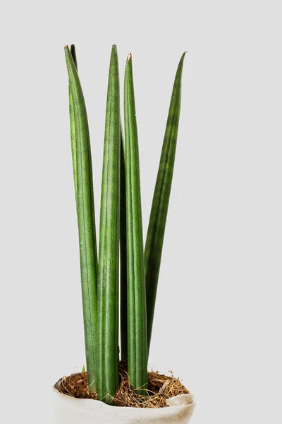 Sansevieria cylindrica — Stockfoto