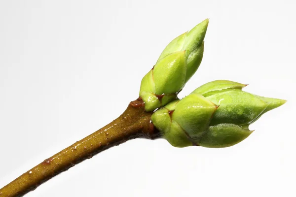 Lilac Buds, Closeup — Stock Photo, Image