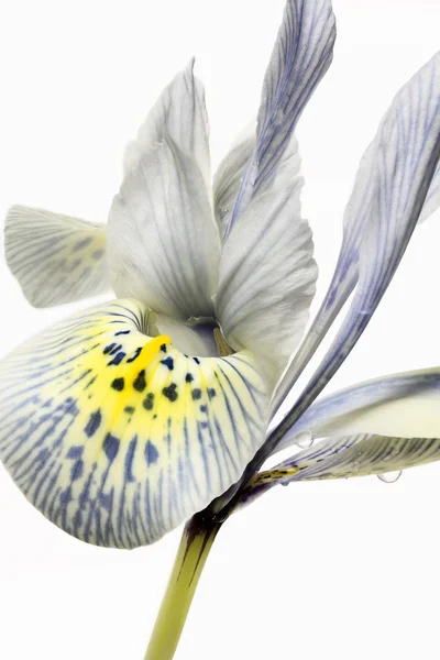 Iris reticulata? Zbliżenie — Zdjęcie stockowe